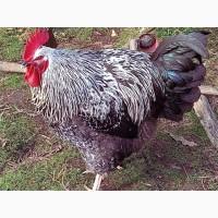 Яйце на інкубацію. Курчат. Суссекс колумбійський, фарфоровий, срібло