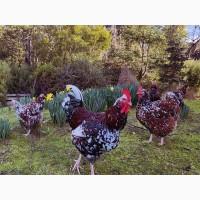 Яйце на інкубацію. Курчат. Суссекс колумбійський, фарфоровий, срібло