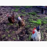 Яйце на інкубацію. Курчат. Суссекс колумбійський, фарфоровий, срібло