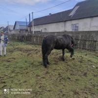 Продам хороший кінь на всі руки