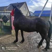 Продам хороший кінь на всі руки