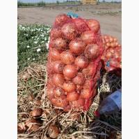 Продам цибулю.сорт медуза