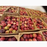 Продам яблука