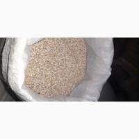 Проділ гречаний