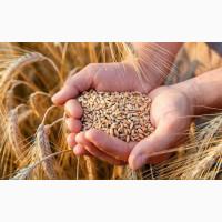 Продам пшеницю фураж 200 т, Полтавська обл, Пирятин