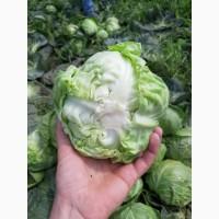 Срочно продам капусту от производителей и постащиков с 5 тонн