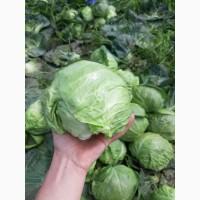 Срочно продам капусту от производителей и постащиков с 5 тонн