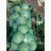 Срочно продам капусту от производителей и постащиков с 5 тонн