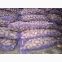 Продам семенной картофель отличного качества сорт Ривьера, Гранада, Невская, Торнадо