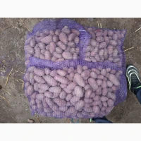 Продам семенной картофель отличного качества сорт Ривьера, Гранада, Невская, Торнадо