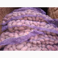 Продам семенной картофель отличного качества сорт Ривьера, Гранада, Невская, Торнадо