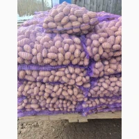 Продам семенной картофель отличного качества сорт Ривьера, Гранада, Невская, Торнадо