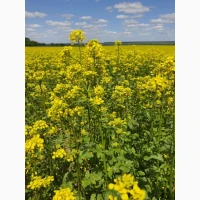 Постійна закупівля гірчиці