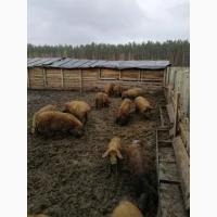 Свині породи Угорська Мангалиця