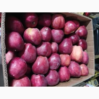 Продам яблуко Гала Роял, Чемпіон, Голден, Лигольд, Семиренко, Амулет, Ліберті