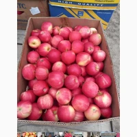 Продам яблуко Гала Роял, Чемпіон, Голден, Лигольд, Семиренко, Амулет, Ліберті
