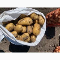Картопля