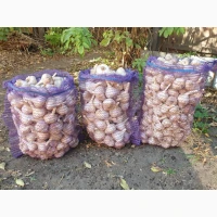 Посадковий часник (чеснок) сорту Любаша