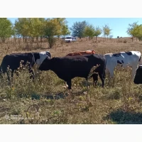 Продам ВРХ. Бики телята