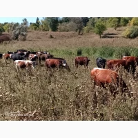 Продам ВРХ. Бики телята
