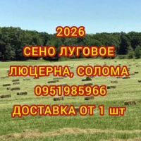 Продам луговое сено. Сено люцерны в тюках. Доставка