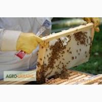 Продам пасіку відводки сімї