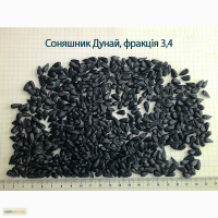 Семена подсолнуха «Дунай 2017» (Сербский гибрид)