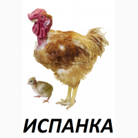 Цыплята-бройлеры Испанская голошейная