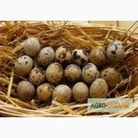 Продам яйця перепілки. Домашня ферма. Доставка по всій Україні