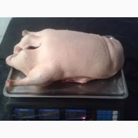 Продам утку живым весом