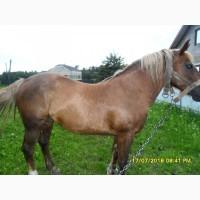Продам кобилу