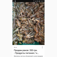 Раки живые речные