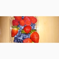 Саженцы клубники сорта Монтерей