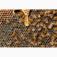 Пчелопакеты 2019