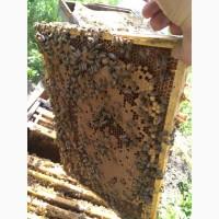 Продам пчелосемьи