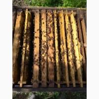 Продам пчелосемьи