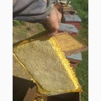 Продам пчелосемьи