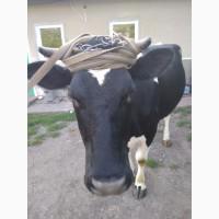 Продам корову