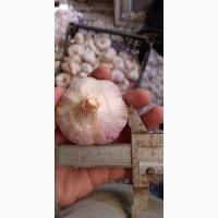 Часник 1 репродукція від АГРО-ГАРЛІК- Любаша, Дюшес, Ірен, Гермідор, Мессідром