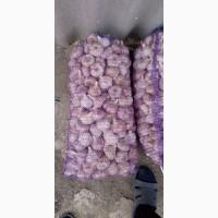 Часник продаж 1 репродукція від АГРО-ГАРЛІК- Любаша, Дюшес, Ірен, Гермідор, Мессідром