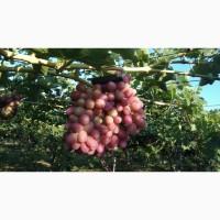 Продам Столовый виноград разных сортов