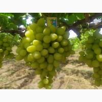 Продам Столовый виноград разных сортов