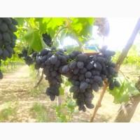 Продам Столовый виноград разных сортов