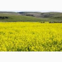 Горчица белая ( Медонос)