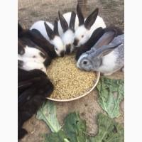 Продам тушки кроля (1кг - 4кг)