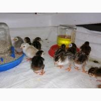 Продам Цесарок, яйца цесарок, индюшек