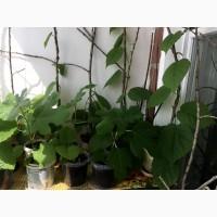 Продам саджанці ківі