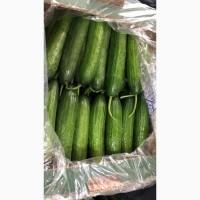 Продам помідор