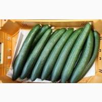 Продаємо огірки тепличні Сорт Естафета