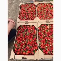 Продам с поля клубнику, сорт Кляри, цена договорная